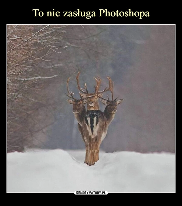 
    To nie zasługa Photoshopa