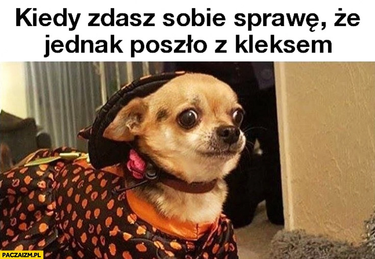
    Kiedy zdasz sobie sprawę, że jednak poszło z kleksem przerażony pies