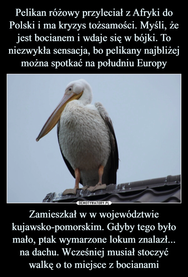 
    Pelikan różowy przyleciał z Afryki do Polski i ma kryzys tożsamości. Myśli, że jest bocianem i wdaje się w bójki. To niezwykła sensacja, bo pelikany najbliżej można spotkać na południu Europy Zamieszkał w w województwie kujawsko-pomorskim. Gdyby tego było mało, ptak wymarzone lokum znalazł... na dachu. Wcześniej musiał stoczyć walkę o to miejsce z bocianami