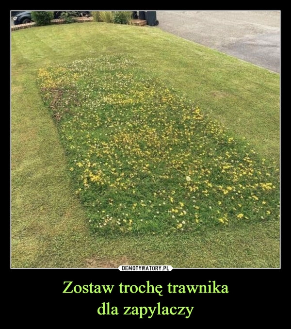 
    Zostaw trochę trawnika
dla zapylaczy