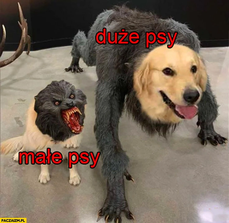 
    Małe psy vs duże psy porównanie przeróbka