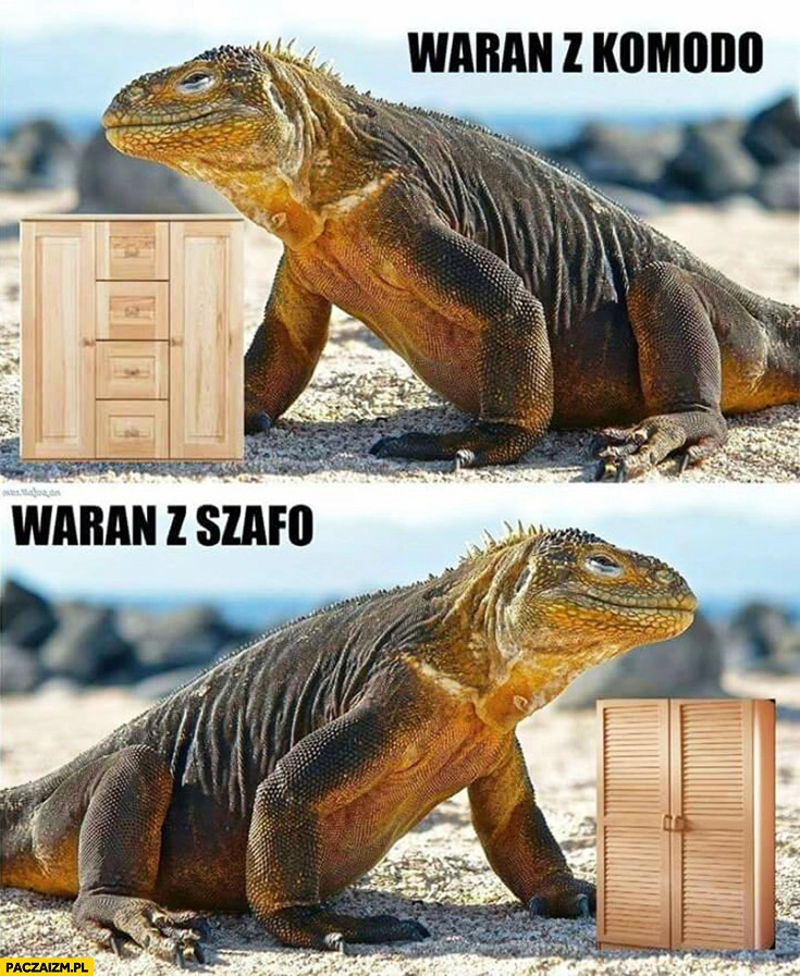 
    Waran z komodo, Waran z szafo