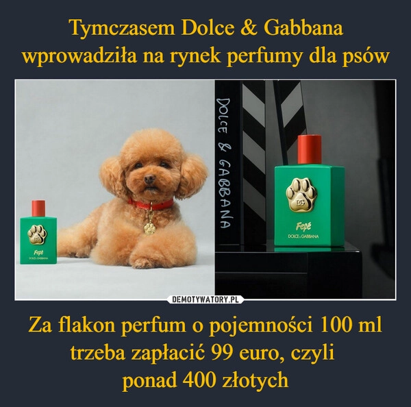 
    Tymczasem Dolce & Gabbana wprowadziła na rynek perfumy dla psów Za flakon perfum o pojemności 100 ml trzeba zapłacić 99 euro, czyli 
ponad 400 złotych