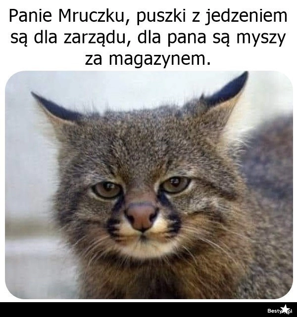 
    Puszki z jedzeniem 