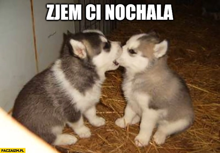 
    Zjem Ci nochala pieski szczeniaczki