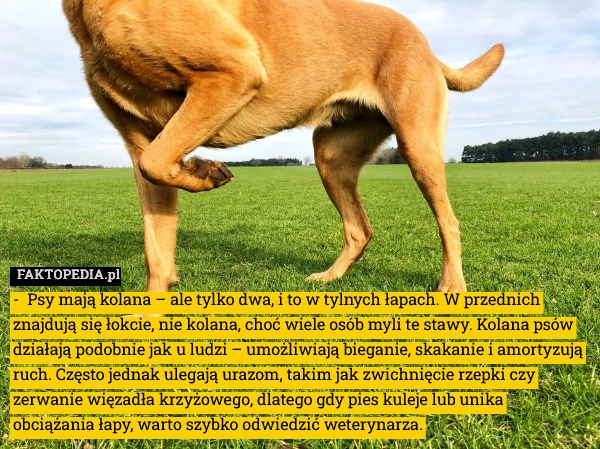
    Psy mają kolana – ale tylko dwa, i to w tylnych łapach. W przednich znajdują