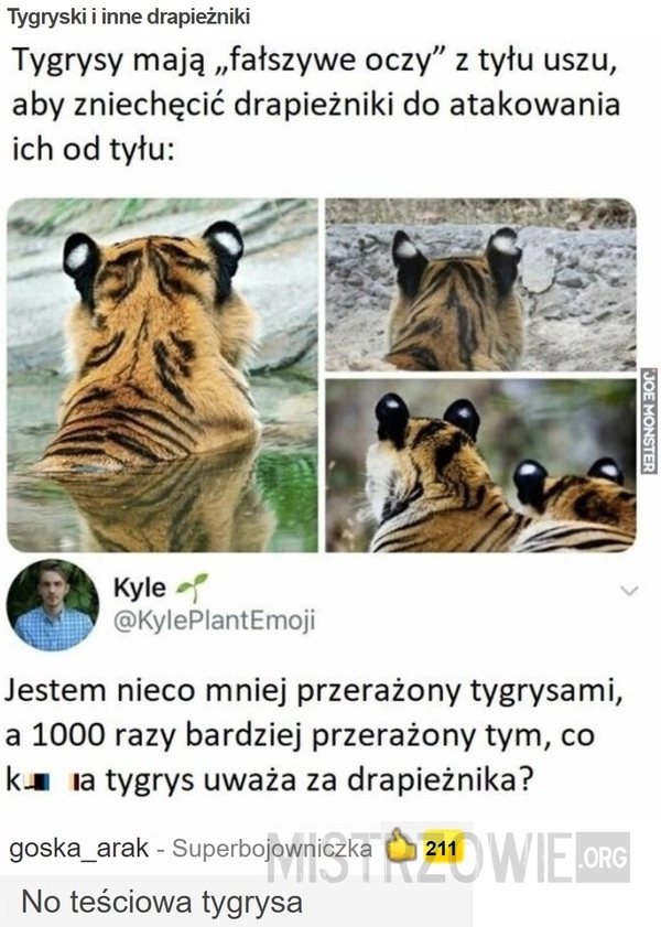 
    Tygryski i inne drapieżniki