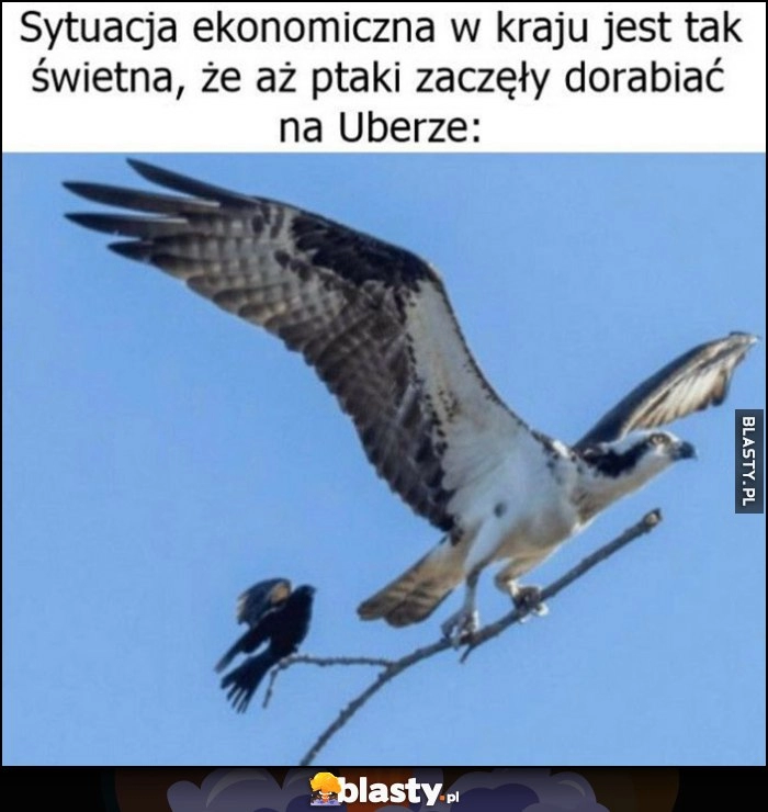 
    Sytuacja ekonomiczna w kraju jest tak świetna, że aż ptaki zaczęły dorabiać na Uberze