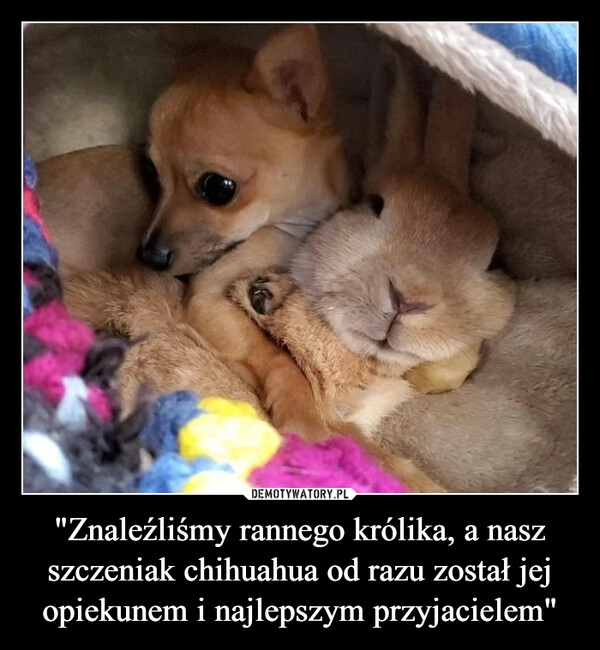 
    "Znaleźliśmy rannego królika, a nasz szczeniak chihuahua od razu został jej opiekunem i najlepszym przyjacielem"