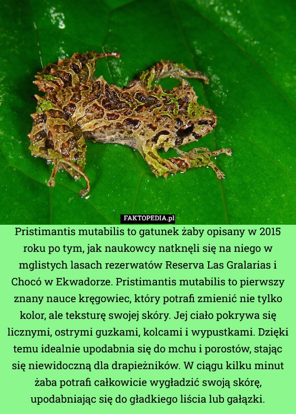 
    Pristimantis mutabilis to gatunek żaby opisany w 2015 roku po tym, jak naukowcy