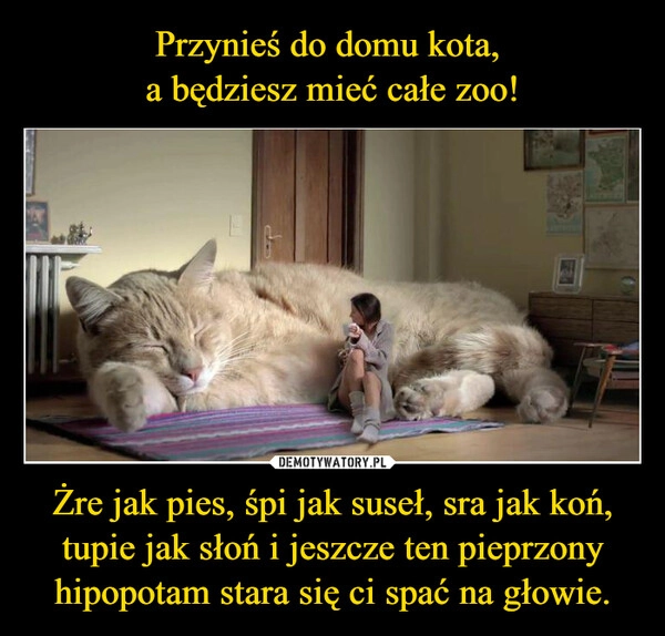 
    Przynieś do domu kota, 
a będziesz mieć całe zoo! Żre jak pies, śpi jak suseł, sra jak koń, tupie jak słoń i jeszcze ten pieprzony hipopotam stara się ci spać na głowie.