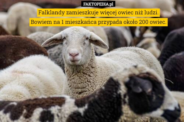 
    
			Falklandy zamieszkuje więcej owiec niż ludzi. Bowiem na 1 mieszkańca przypada					