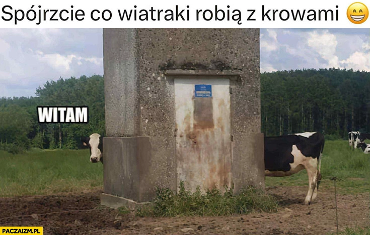 
    Spójrzcie co wiatraki robią z krowami witam