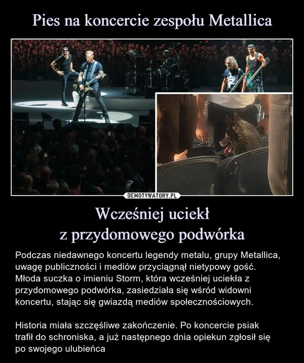 
    Pies na koncercie zespołu Metallica Wcześniej uciekł
z przydomowego podwórka