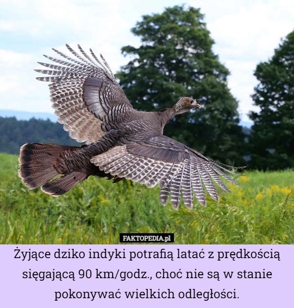 
    Żyjące dziko indyki potrafią latać z prędkością sięgającą 90 km/godz., choć