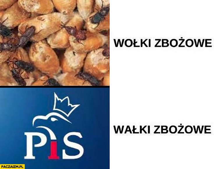 
    Wołki zbożowe vs PiS wałki zbożowe