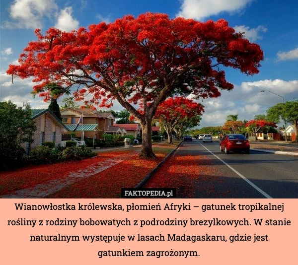 
    Wianowłostka królewska, płomień Afryki – gatunek tropikalnej rośliny z rodziny