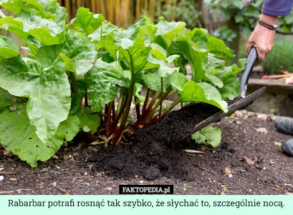 
    Rabarbar potrafi rosnąć tak szybko, że słychać to, szczególnie nocą.