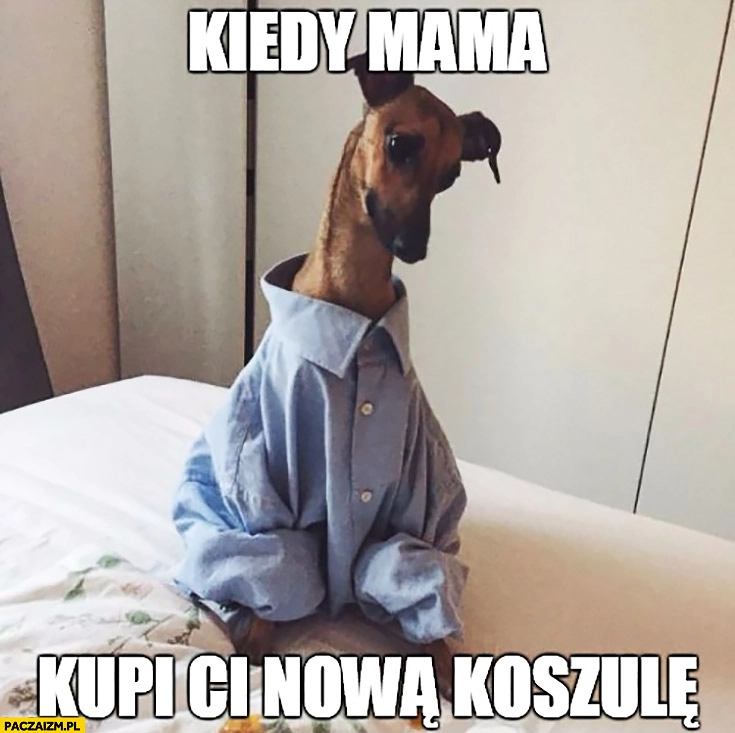 
    Kiedy mama kupi Ci nową koszulę pies za duża koszula
