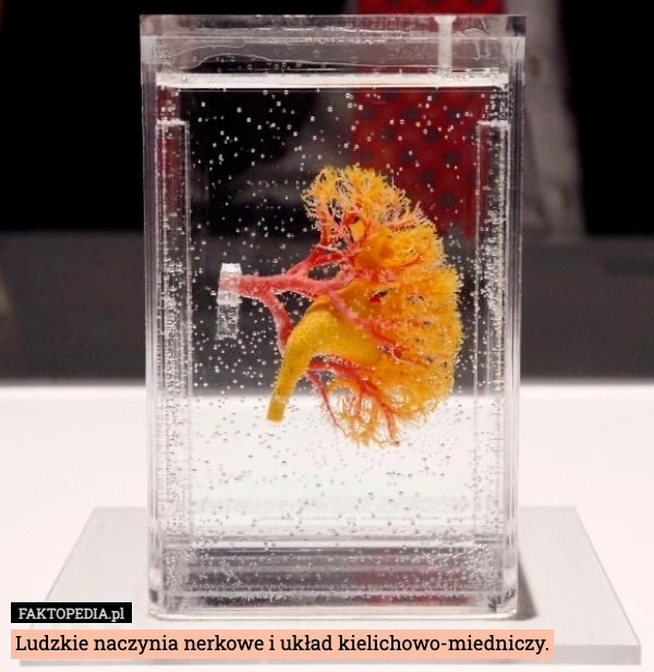 
    Ludzkie naczynia nerkowe i układ kielichowo-miedniczy.