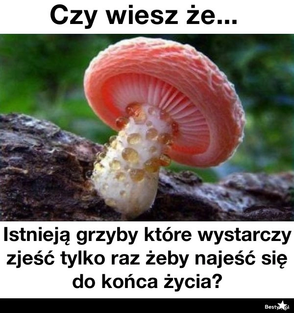 
    Grzyby 