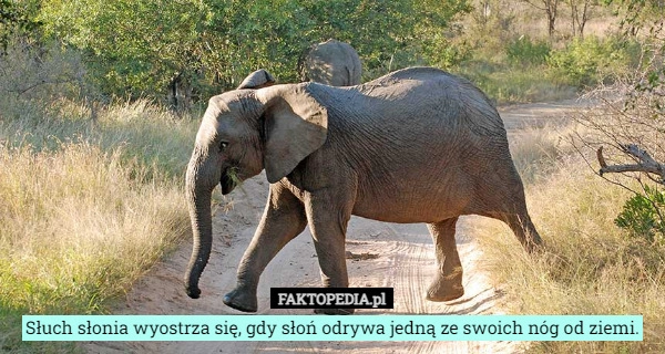 
    Słuch słonia wyostrza się, gdy słoń odrywa jedną ze swoich nóg od ziemi.