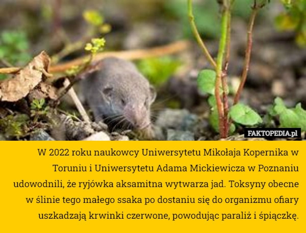 
    W 2022 roku naukowcy Uniwersytetu Mikołaja Kopernika w Toruniu i Uniwersytetu