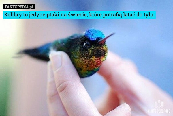 
    Kolibry to jedyne ptaki na świecie, które potrafią latać do tyłu.