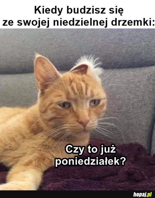 
    Drzemka