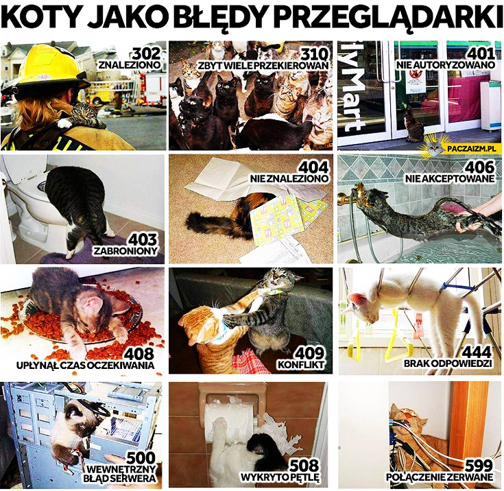 
    Koty jako błędy przeglądarki