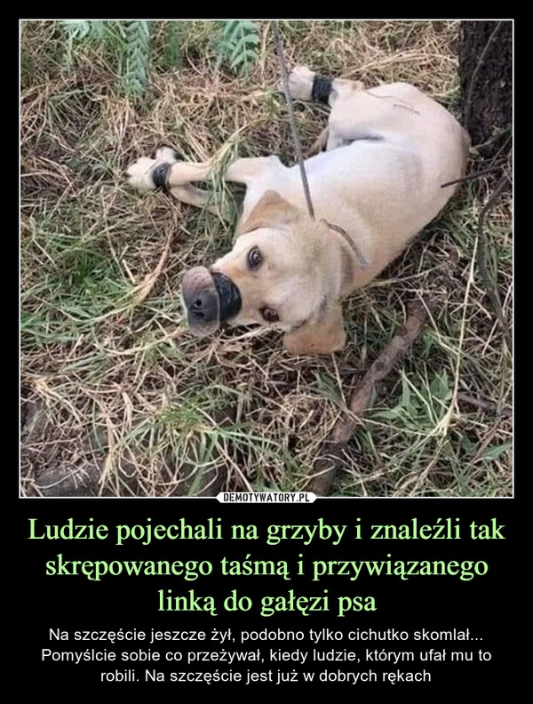 
    Ludzie pojechali na grzyby i znaleźli tak skrępowanego taśmą i przywiązanego linką do gałęzi psa