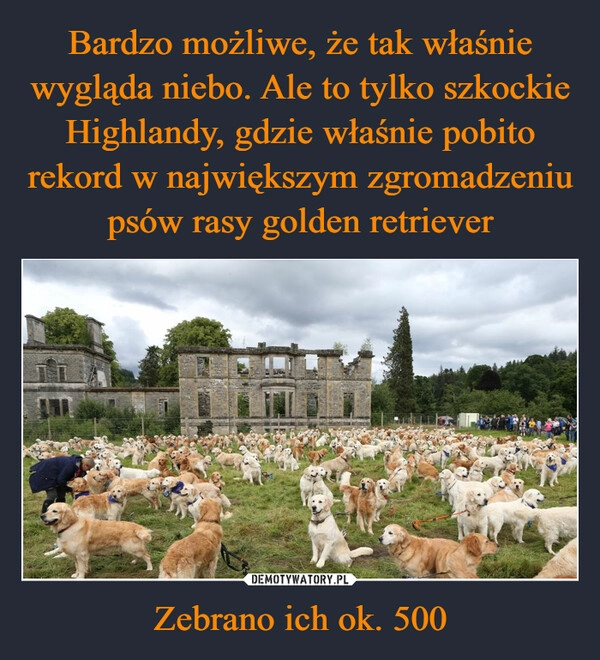 
    Bardzo możliwe, że tak właśnie wygląda niebo. Ale to tylko szkockie Highlandy, gdzie właśnie pobito rekord w największym zgromadzeniu psów rasy golden retriever Zebrano ich ok. 500