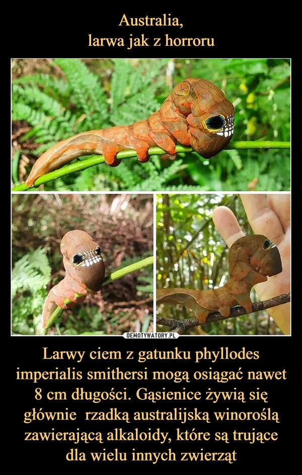 
    
Australia,
larwa jak z horroru Larwy ciem z gatunku phyllodes imperialis smithersi mogą osiągać nawet 8 cm długości. Gąsienice żywią się głównie rzadką australijską winoroślą zawierającą alkaloidy, które są trujące dla wielu innych zwierząt 