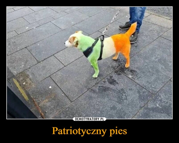 
    Patriotyczny pies