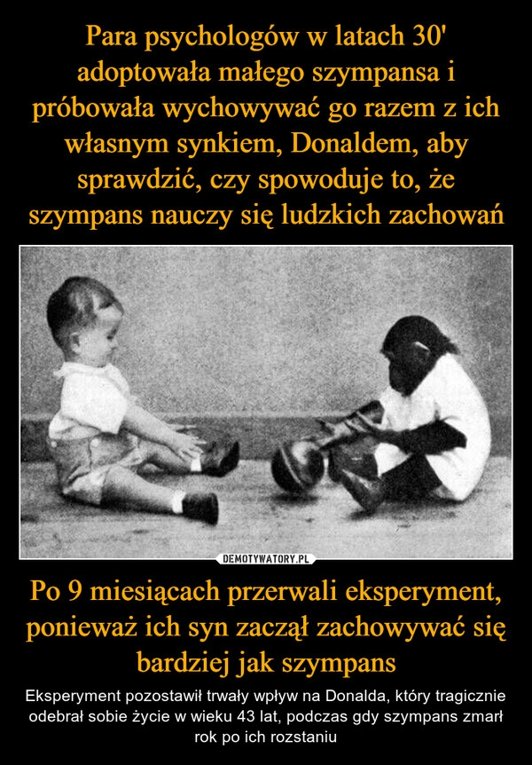 
    Para psychologów w latach 30' adoptowała małego szympansa i próbowała wychowywać go razem z ich własnym synkiem, Donaldem, aby sprawdzić, czy spowoduje to, że szympans nauczy się ludzkich zachowań Po 9 miesiącach przerwali eksperyment, ponieważ ich syn zaczął zachowywać się bardziej jak szympans