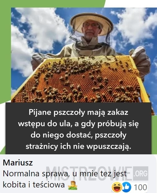 
    Pszczoły