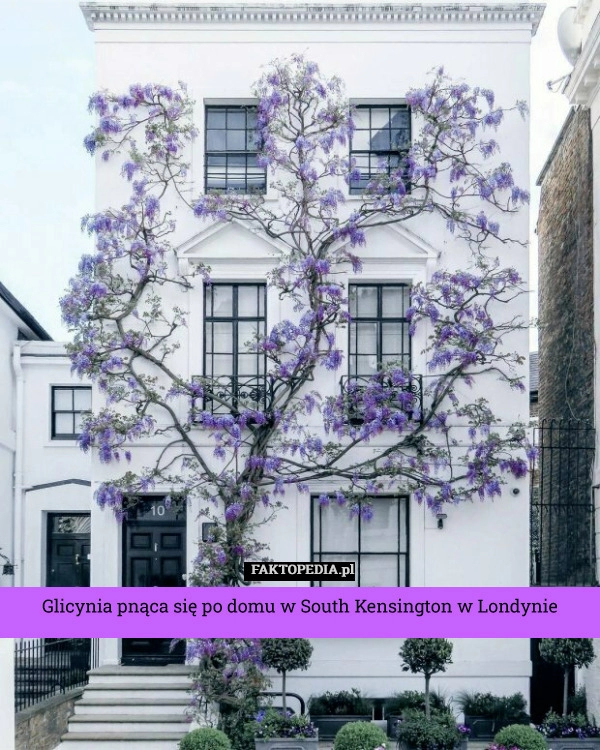 
    Glicynia pnąca się po domu w South Kensington w Londynie