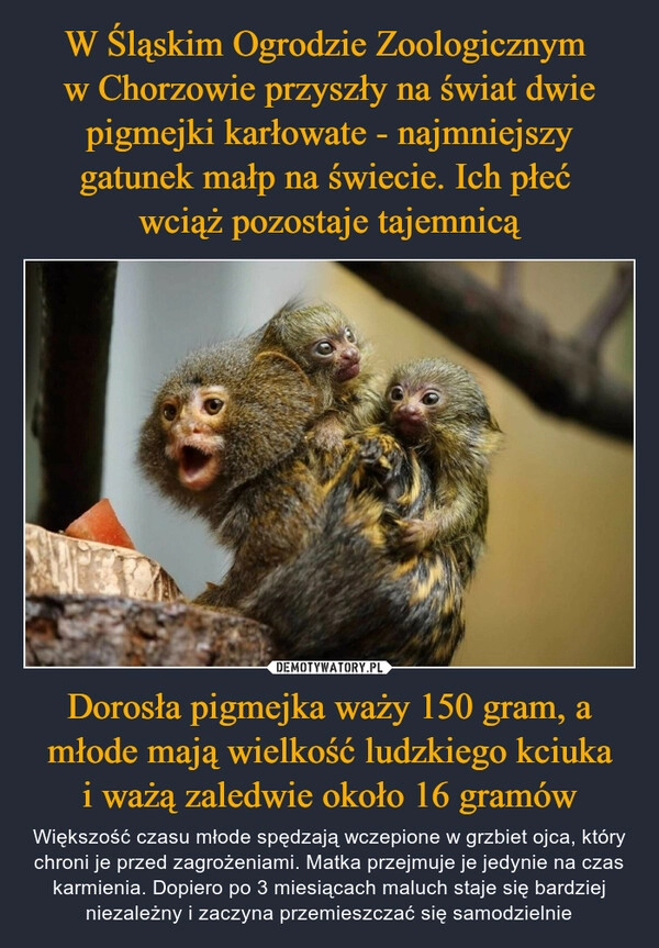 
    W Śląskim Ogrodzie Zoologicznym 
w Chorzowie przyszły na świat dwie pigmejki karłowate - najmniejszy gatunek małp na świecie. Ich płeć 
wciąż pozostaje tajemnicą Dorosła pigmejka waży 150 gram, a
 młode mają wielkość ludzkiego kciuka 
i ważą zaledwie około 16 gramów