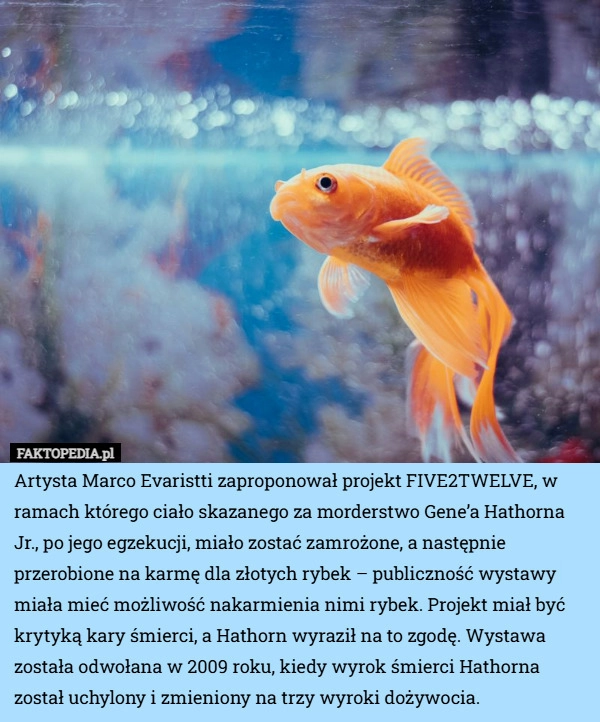 
    Artysta Marco Evaristti zaproponował projekt FIVE2TWELVE, w ramach którego...