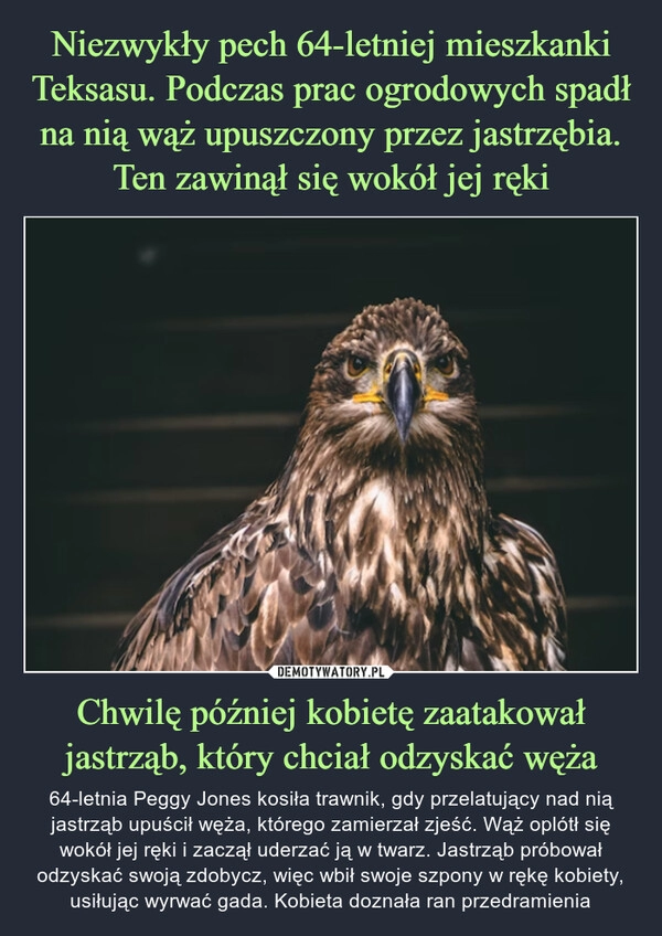 
    Niezwykły pech 64-letniej mieszkanki Teksasu. Podczas prac ogrodowych spadł na nią wąż upuszczony przez jastrzębia. Ten zawinął się wokół jej ręki Chwilę później kobietę zaatakował jastrząb, który chciał odzyskać węża