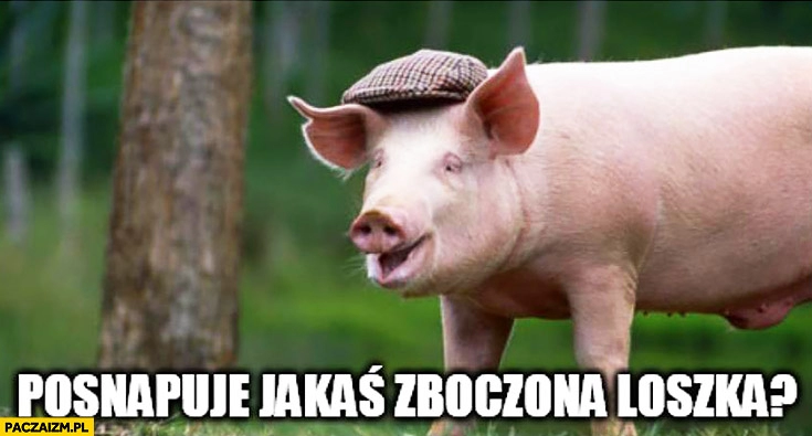 
    Posnapuje jakaś zboczona loszka? Świnia