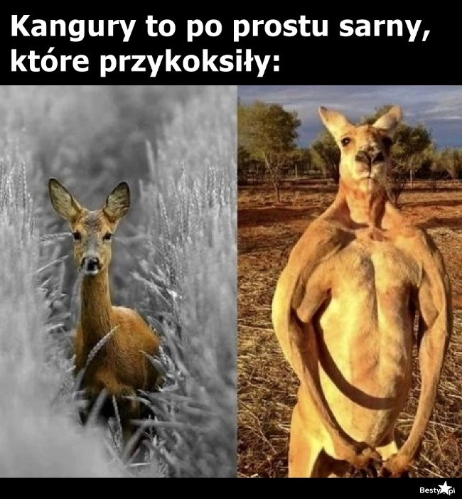 
    Kangury 