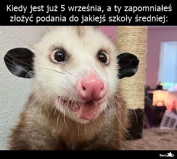 
    Przypał bardzo 