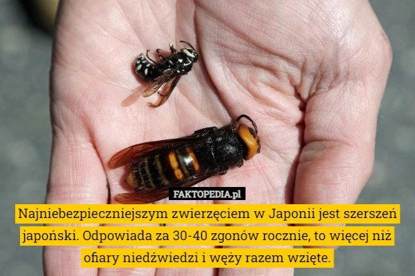 
    Najniebezpieczniejszym zwierzęciem w Japonii jest szerszeń japoński. Odpowiada