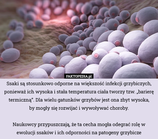 
    Ssaki są stosunkowo odporne na większość infekcji grzybiczych, ponieważ...