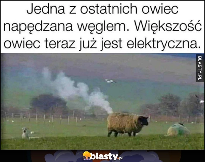 
    Jedna z ostatnich owiec napędzana węglem. Większość owiec teraz już jest elektryczna