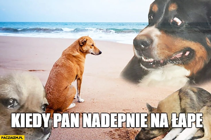 
    Kiedy pan nadepnie na łapę smutny pies łup