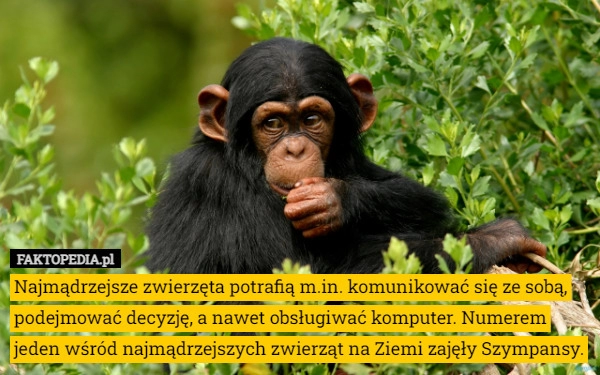 
    Najmądrzejsze zwierzęta potrafią m.in. komunikować się ze sobą, podejmować