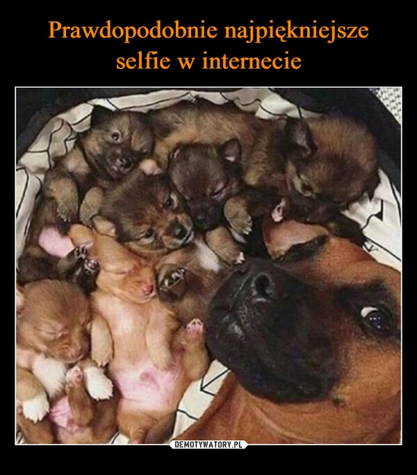 
    Prawdopodobnie najpiękniejsze selfie w internecie