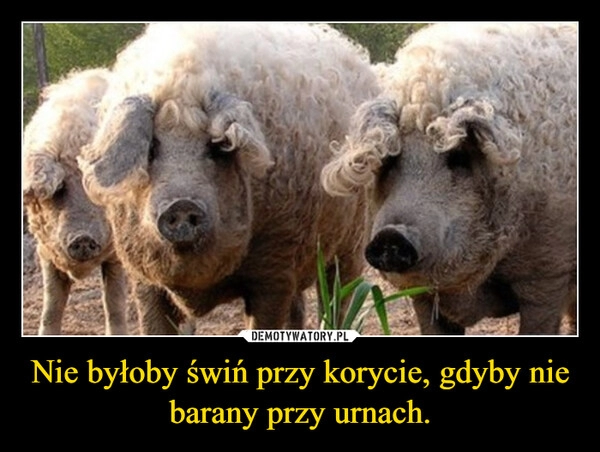 
    Nie byłoby świń przy korycie, gdyby nie barany przy urnach.